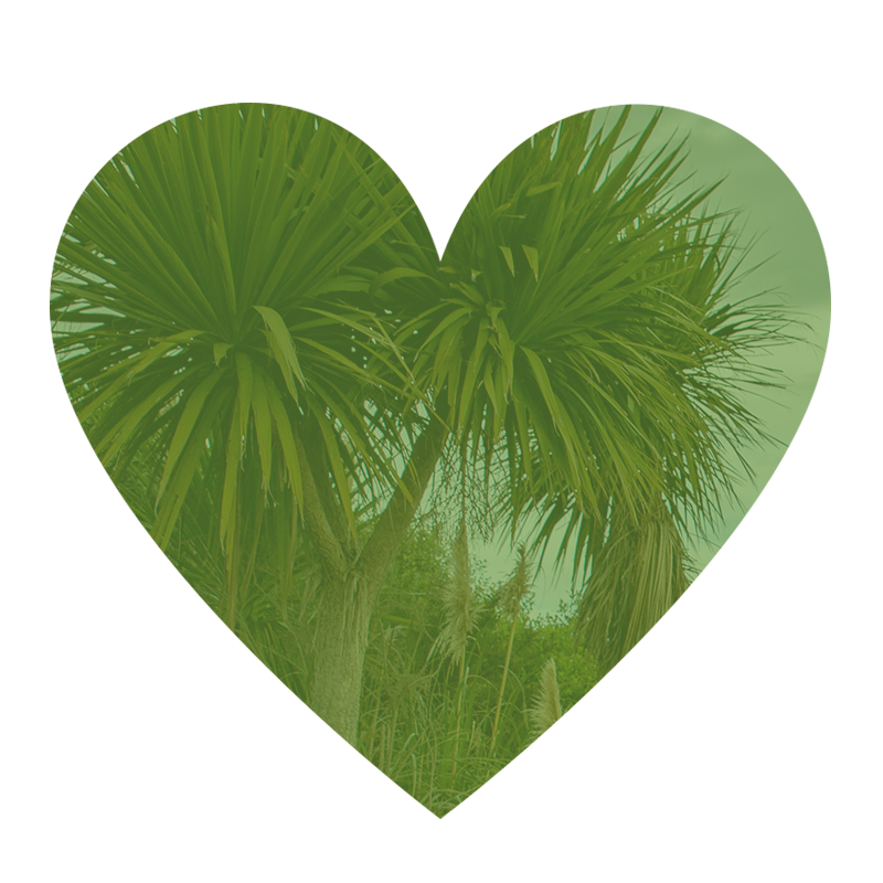 Northern Southland Reforestation Trust logo