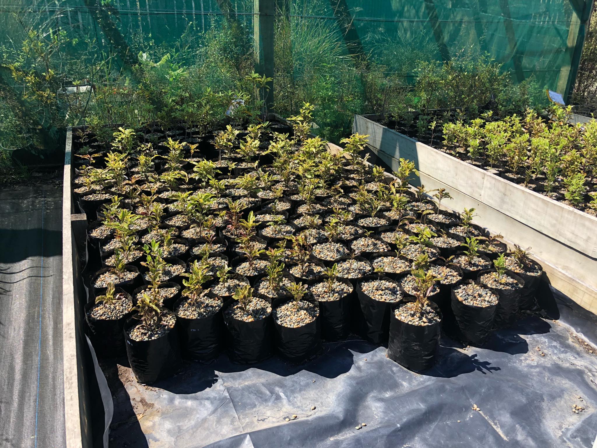 Community Nursery - Northern Southland Reforestation Trust
